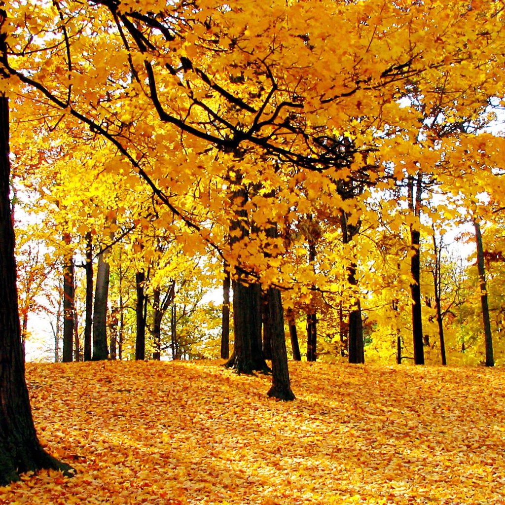 Желтые краски