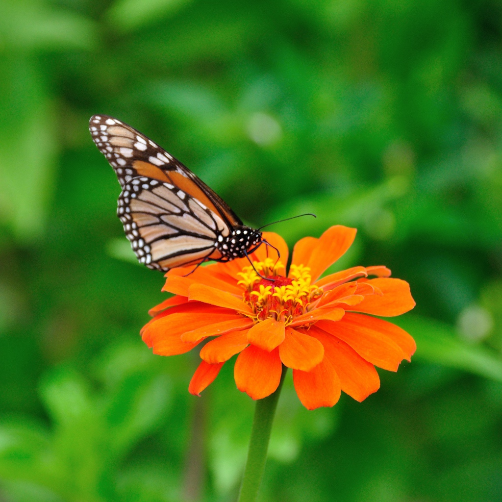 Игра Крикет