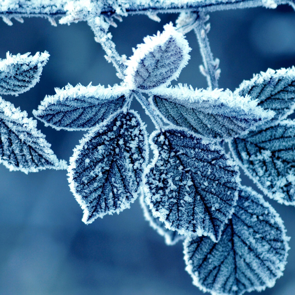 Замороженные листочки