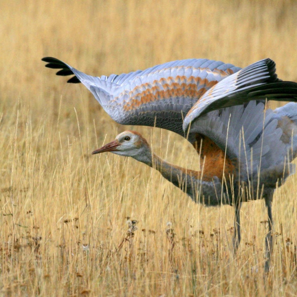 Большая птица в поле