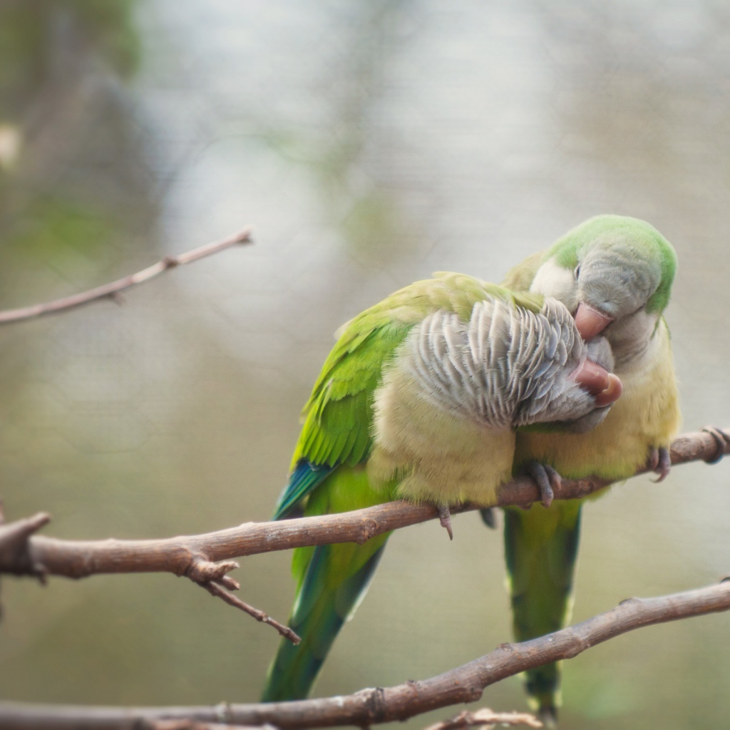 Птичья любовь