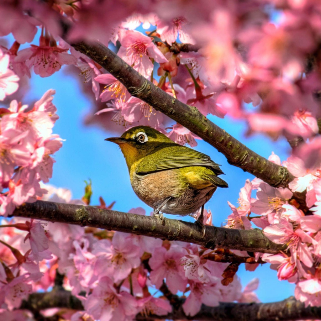 Птичка в сакуре