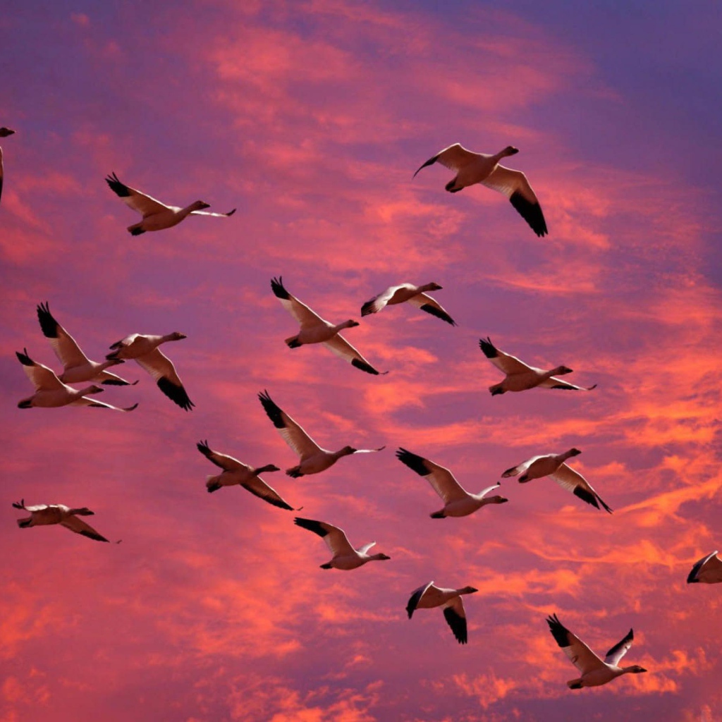 Птицы летят в теплые края
