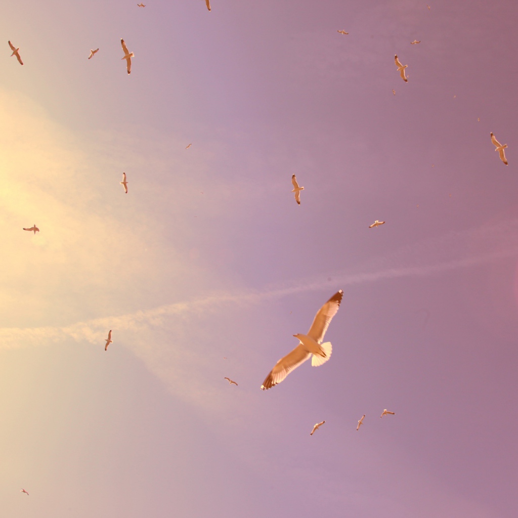 Птицы в полете