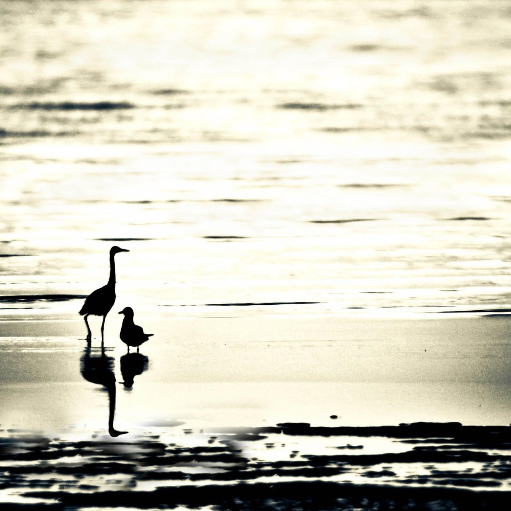 Птицы на пляже