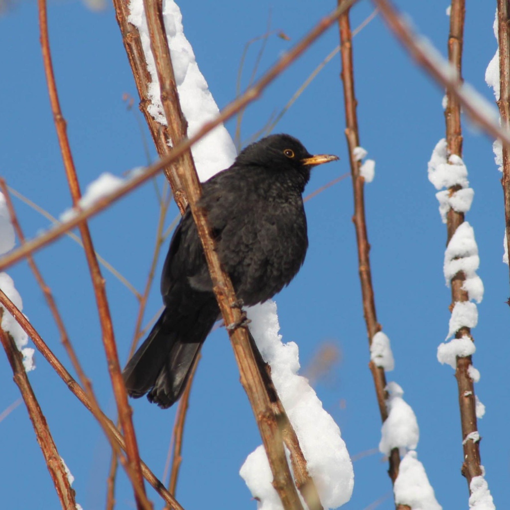 Черная птичка