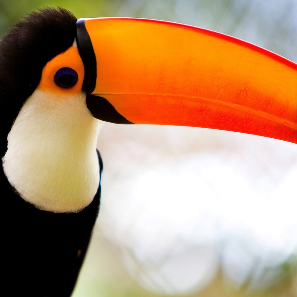 Карибский тукан