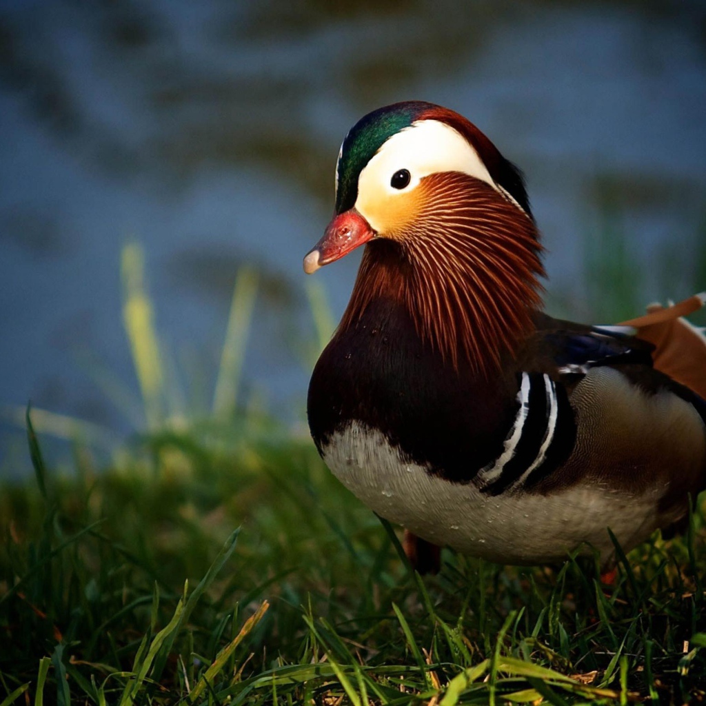 Утка в траве у озера