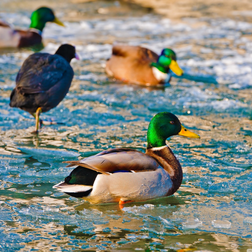 Утки в ледяной воде