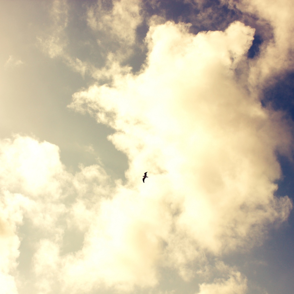 Одинокая птица в небе