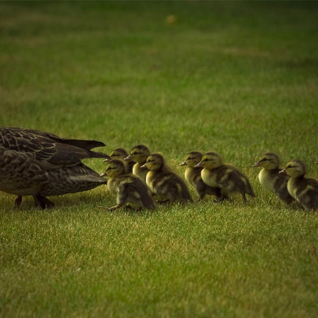 Мама утка и утята