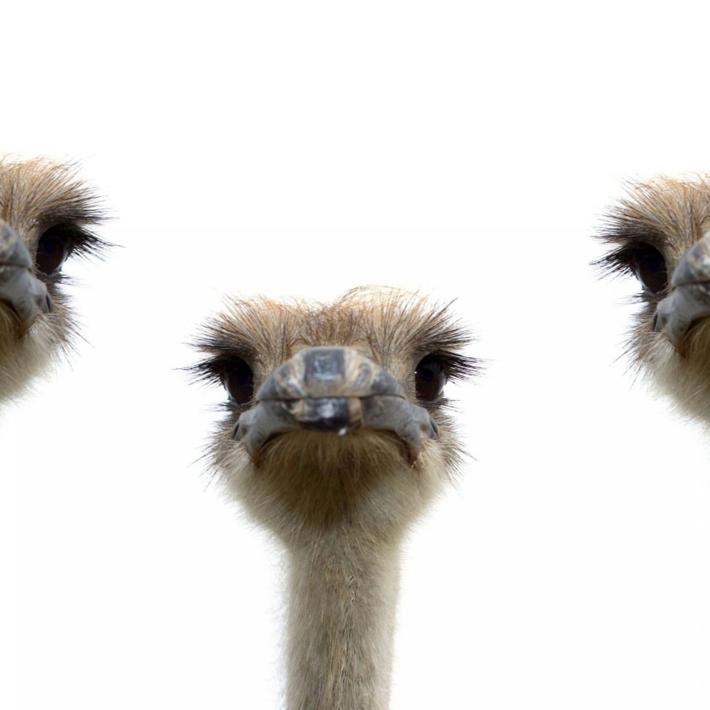 Три страуса