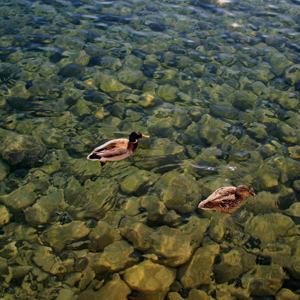 Дикие утки на воде