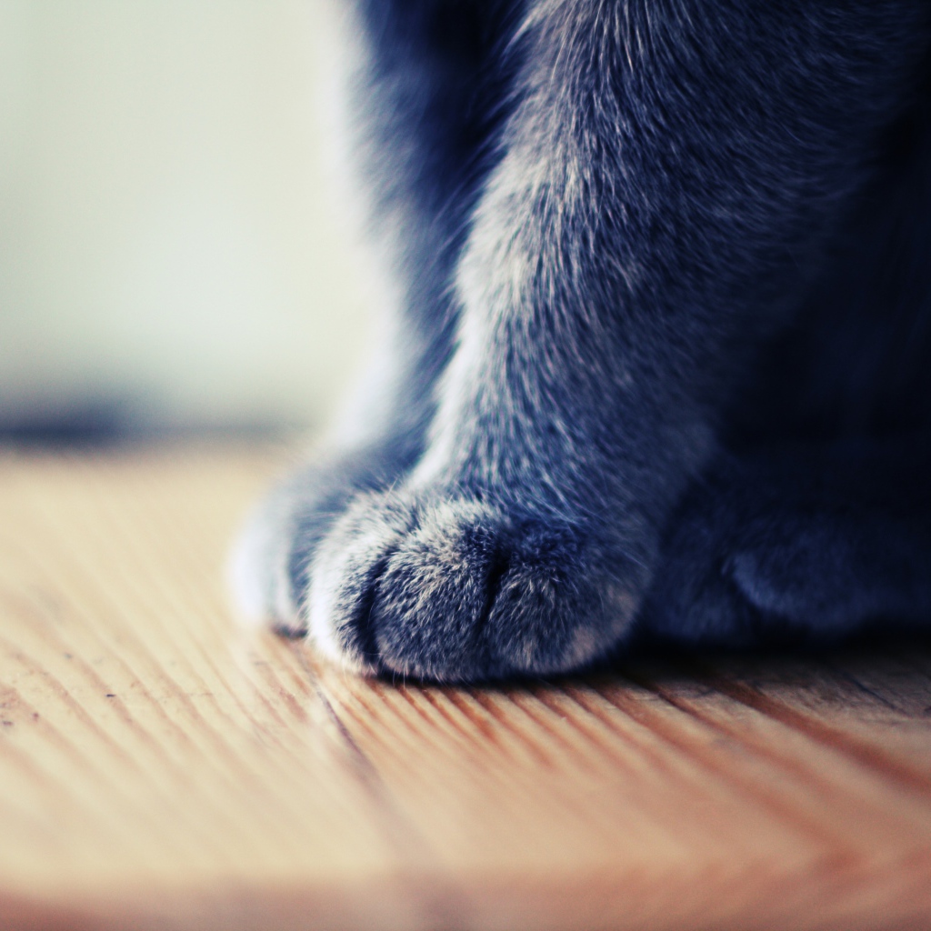 Серенькие лапки