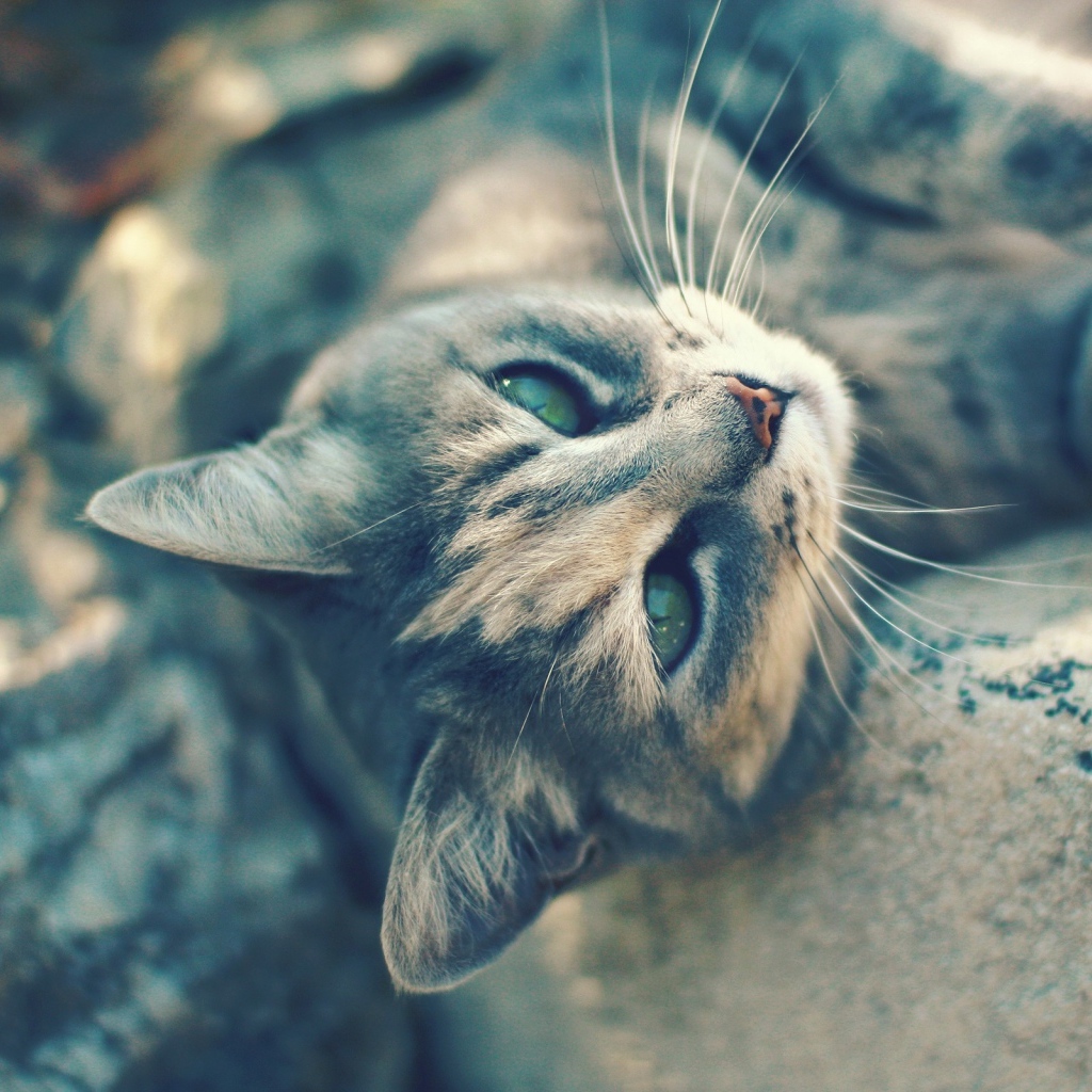 Игривый котенок на камнях