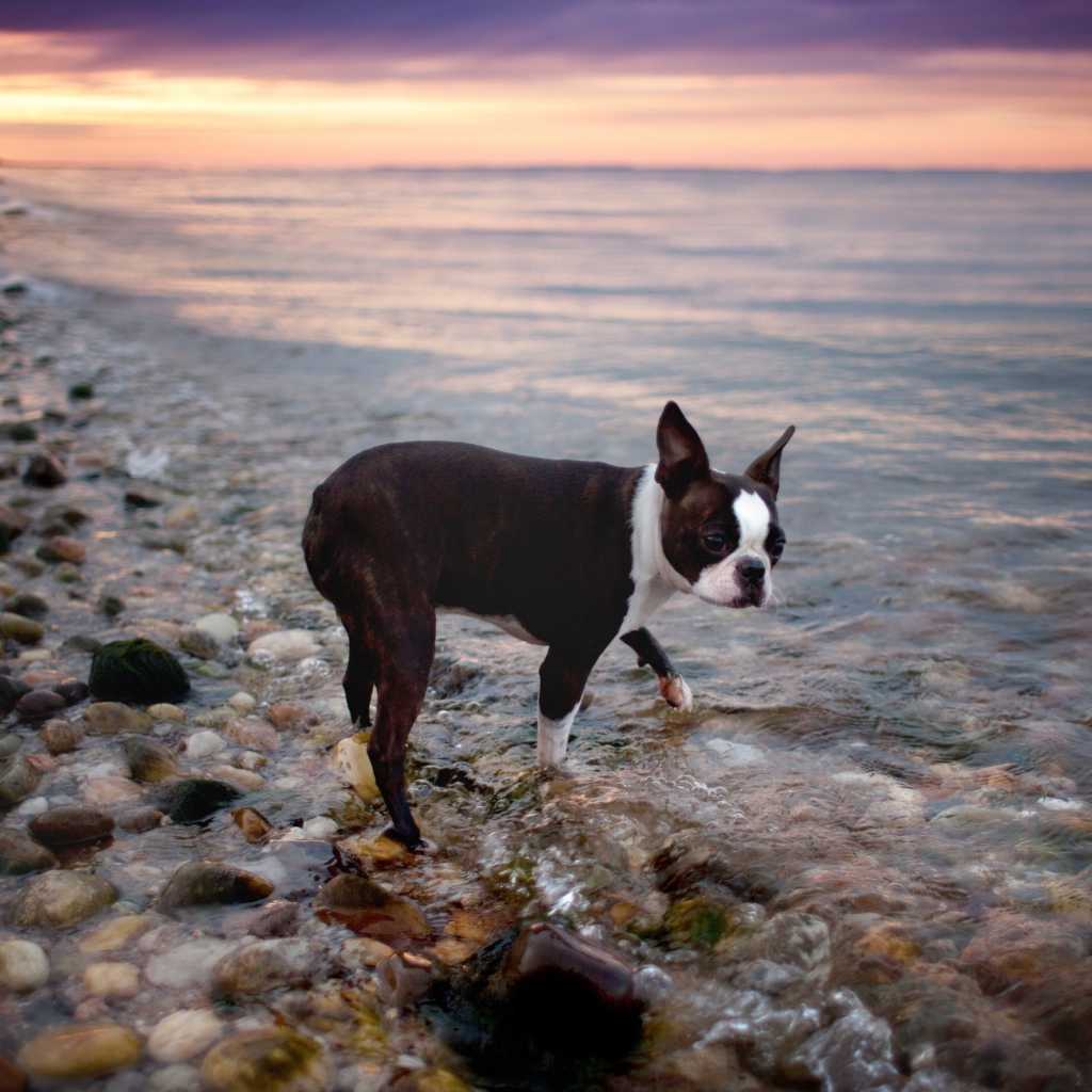 Черный пес у моря