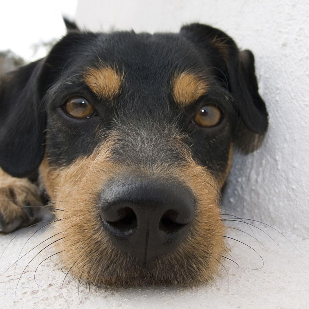 Веселая собачка