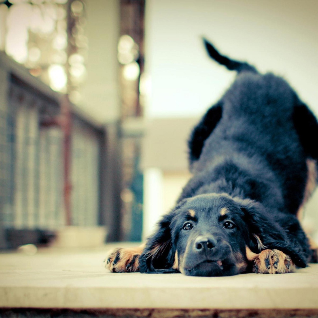 Игривая собака