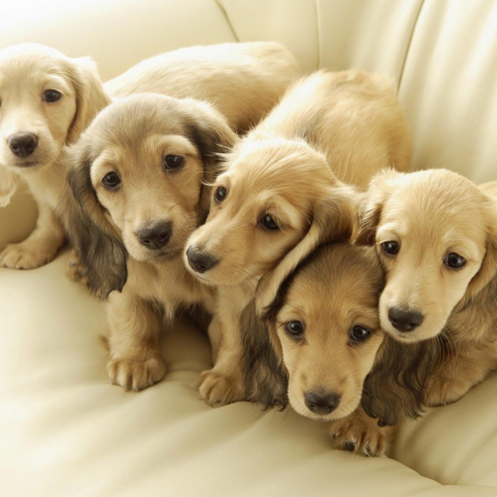 Белые щенки на диване