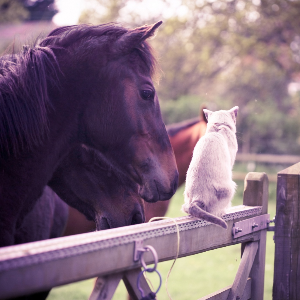 Лошадь и кошка