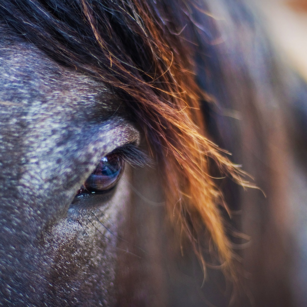 Лошадиный взгляд