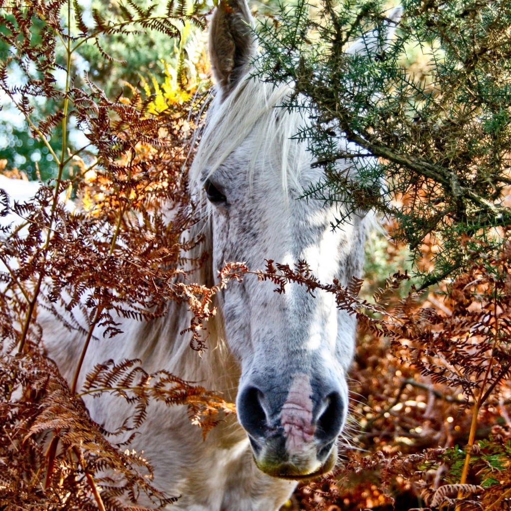 Дикая лошадь