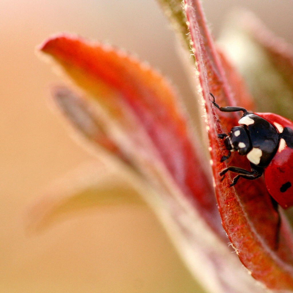 Божья коровка на листочке
