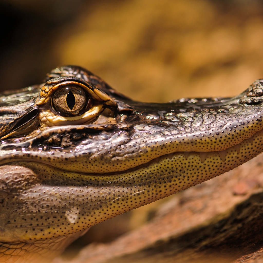 Американский аллигатор