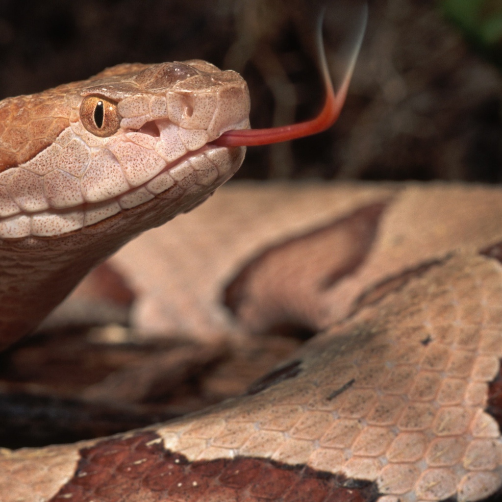 Коричневая змея