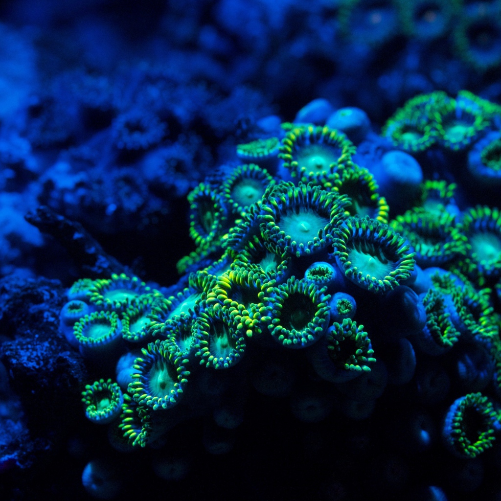 Голубые кораллы