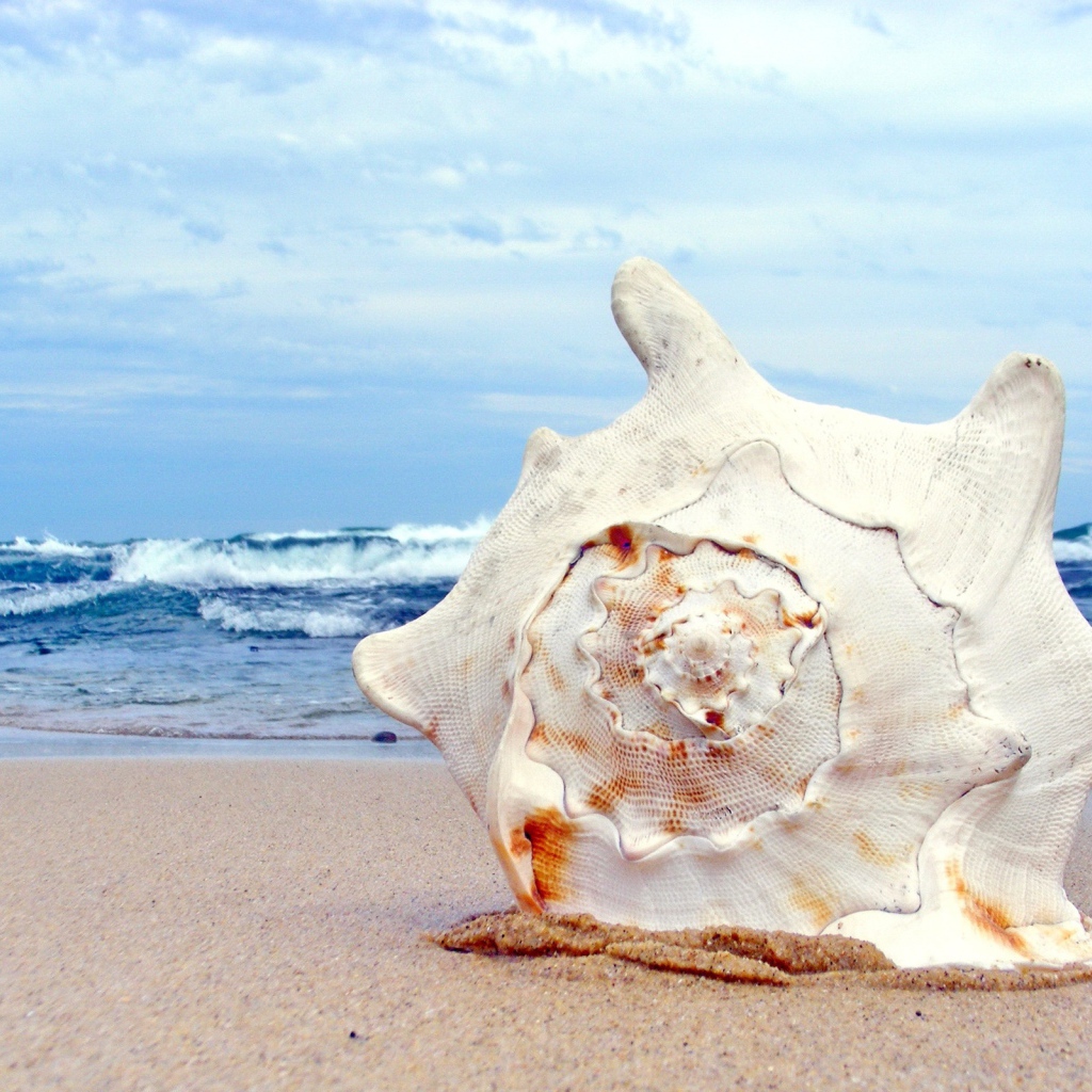 Ракушка на пляже