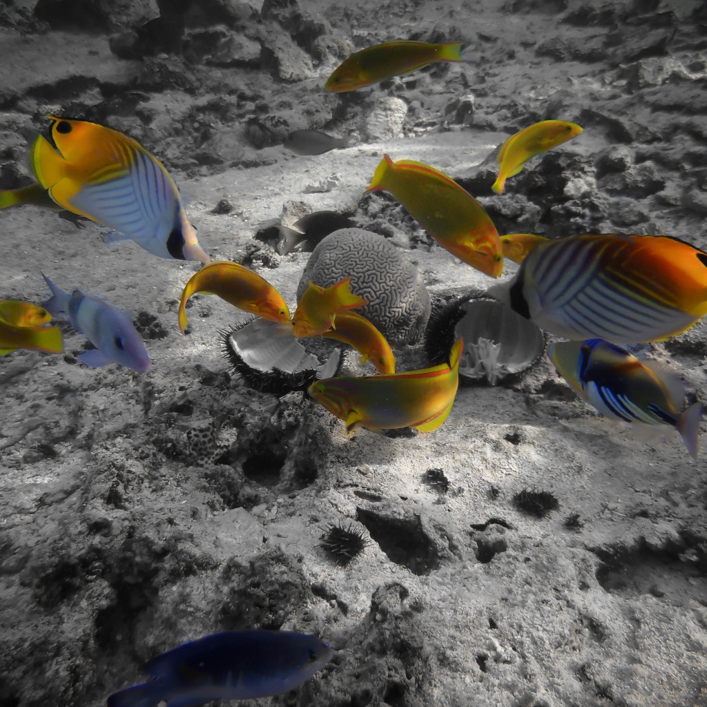 Раротонга под водой