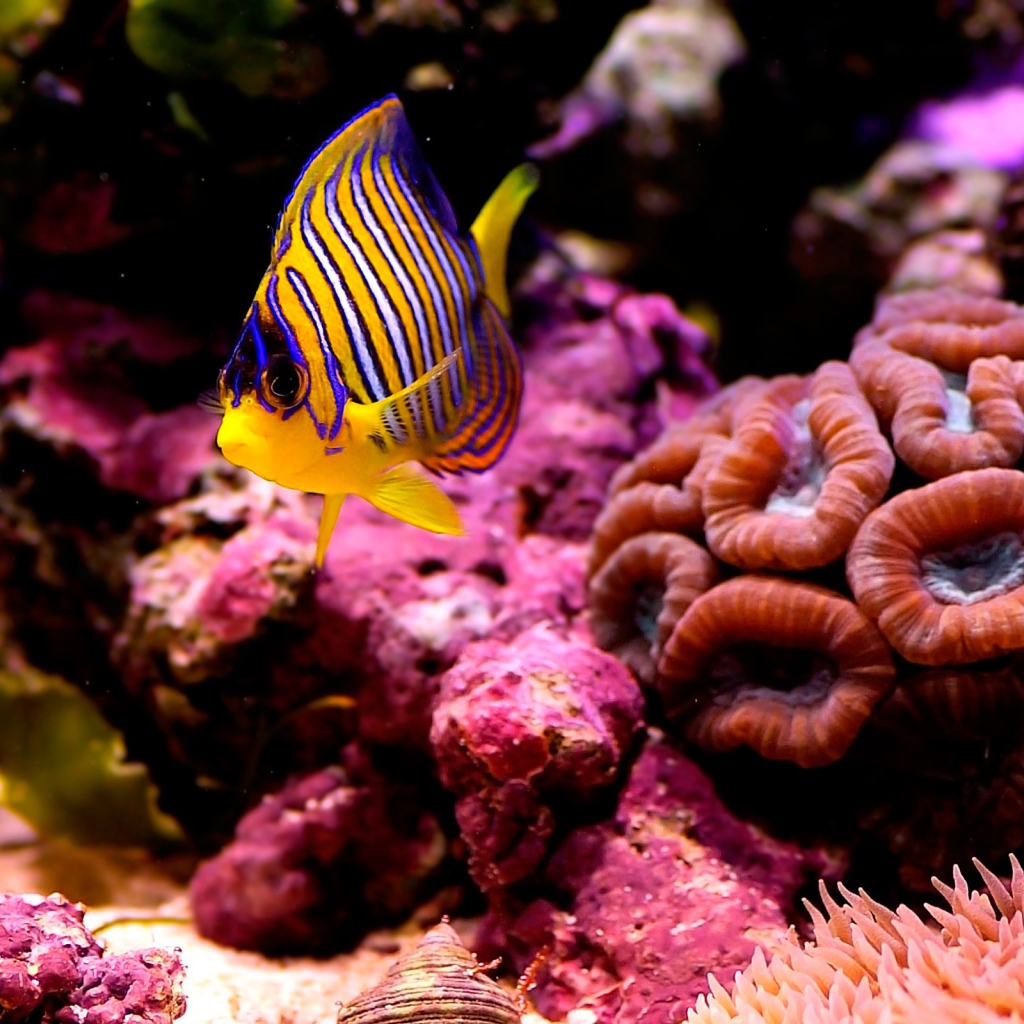 Полосатая рыбка