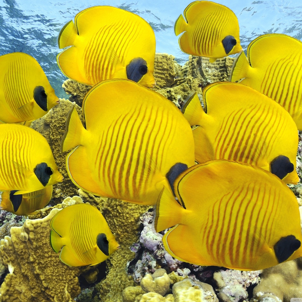 Мир под водой