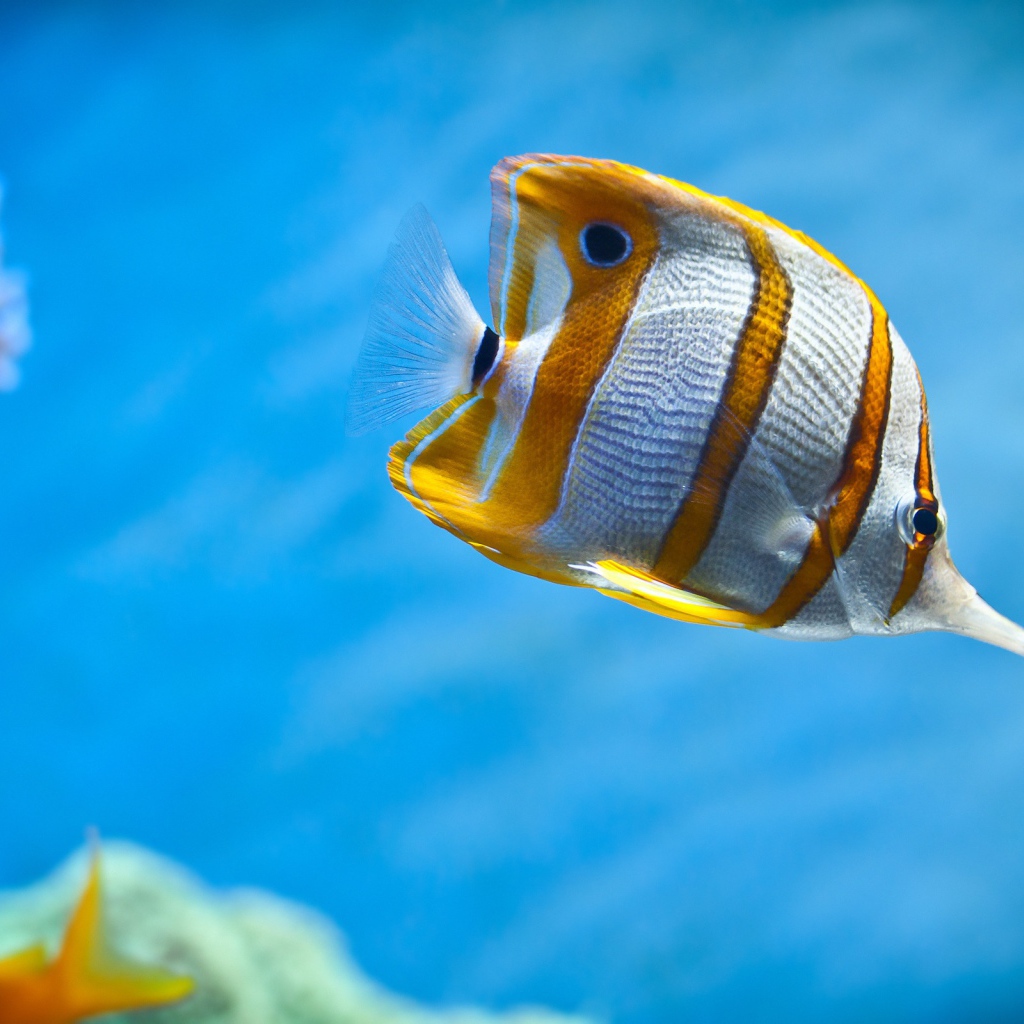 Тропическая рыбка