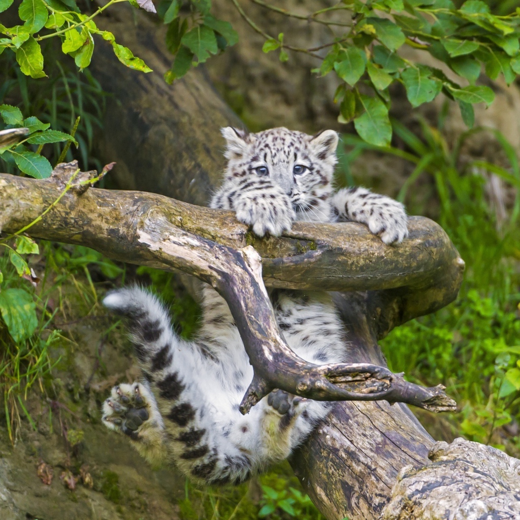 Маленький леопард в игре