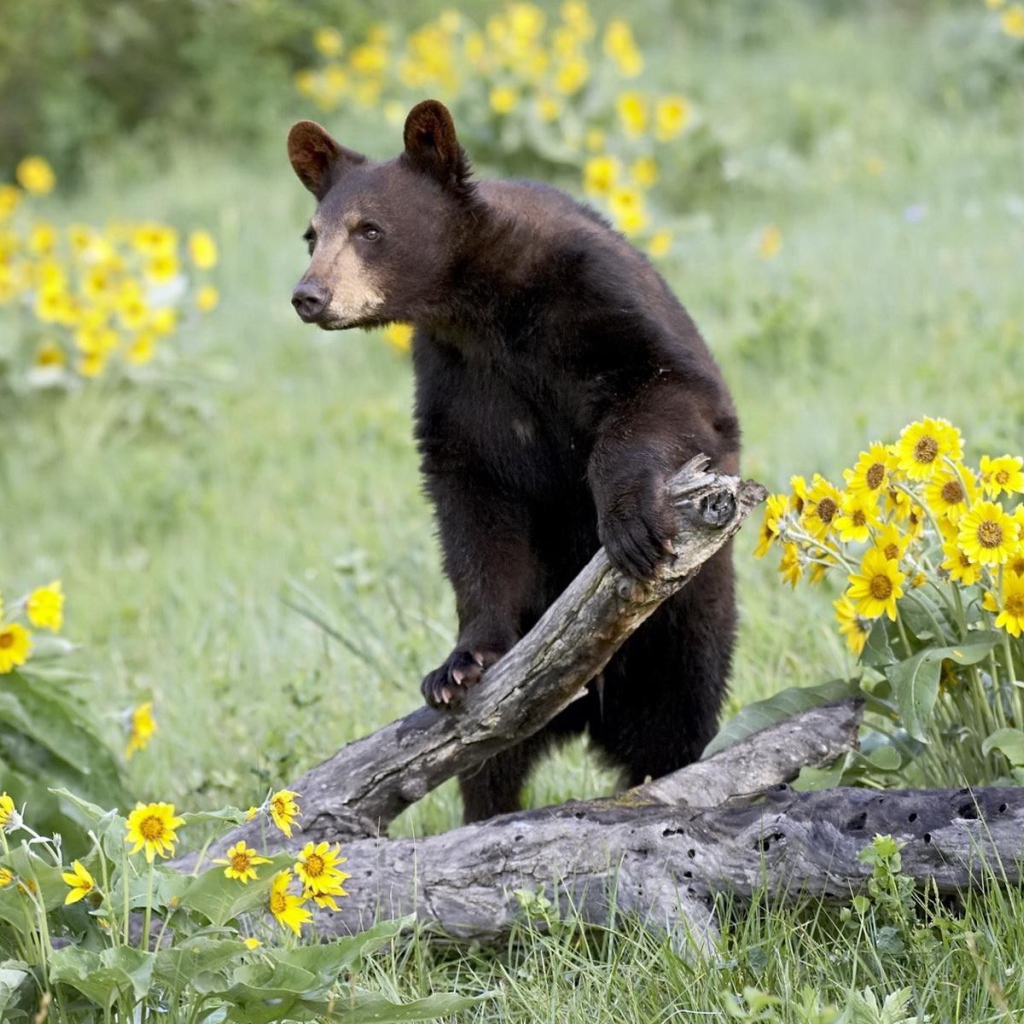 Медведь среди цветов