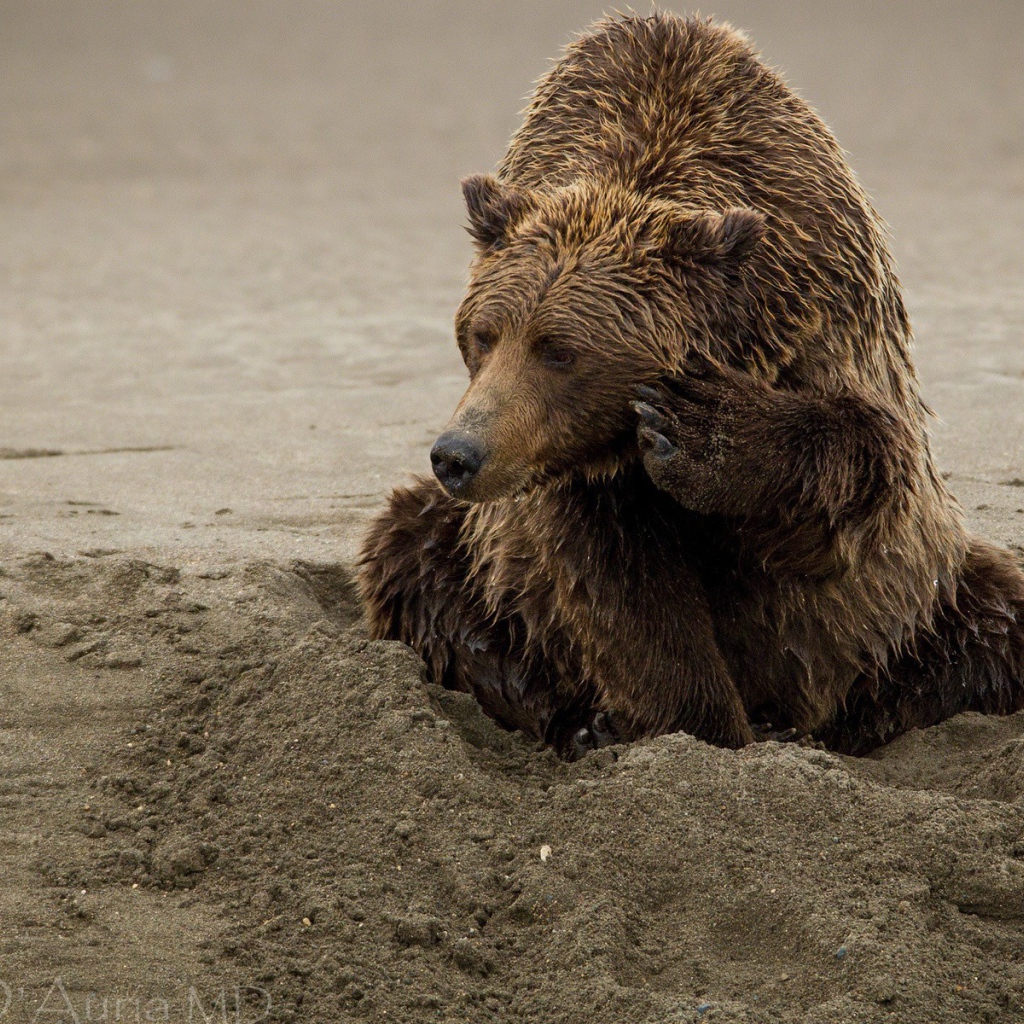 Медведь закапывается в песок