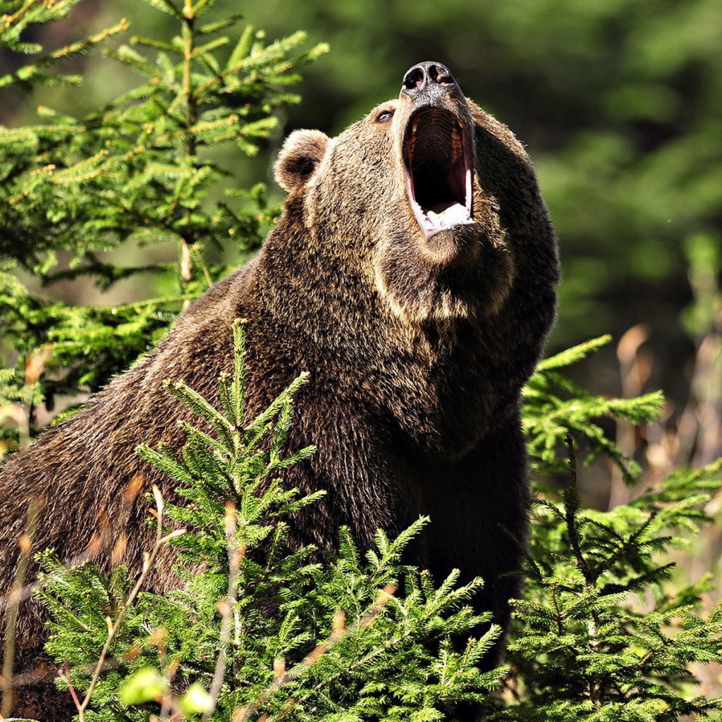 Медведь открыл пасть