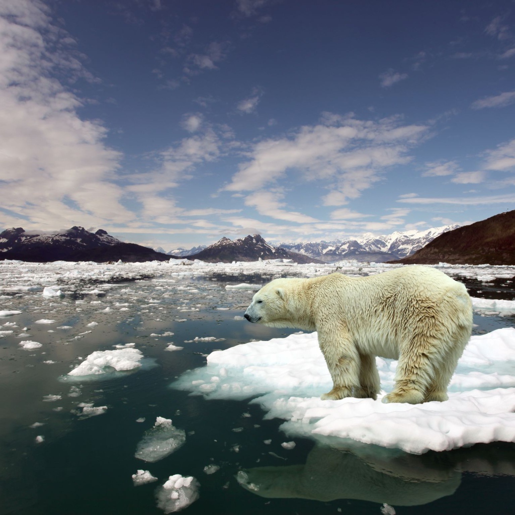 Белый медведь стоит на льдине