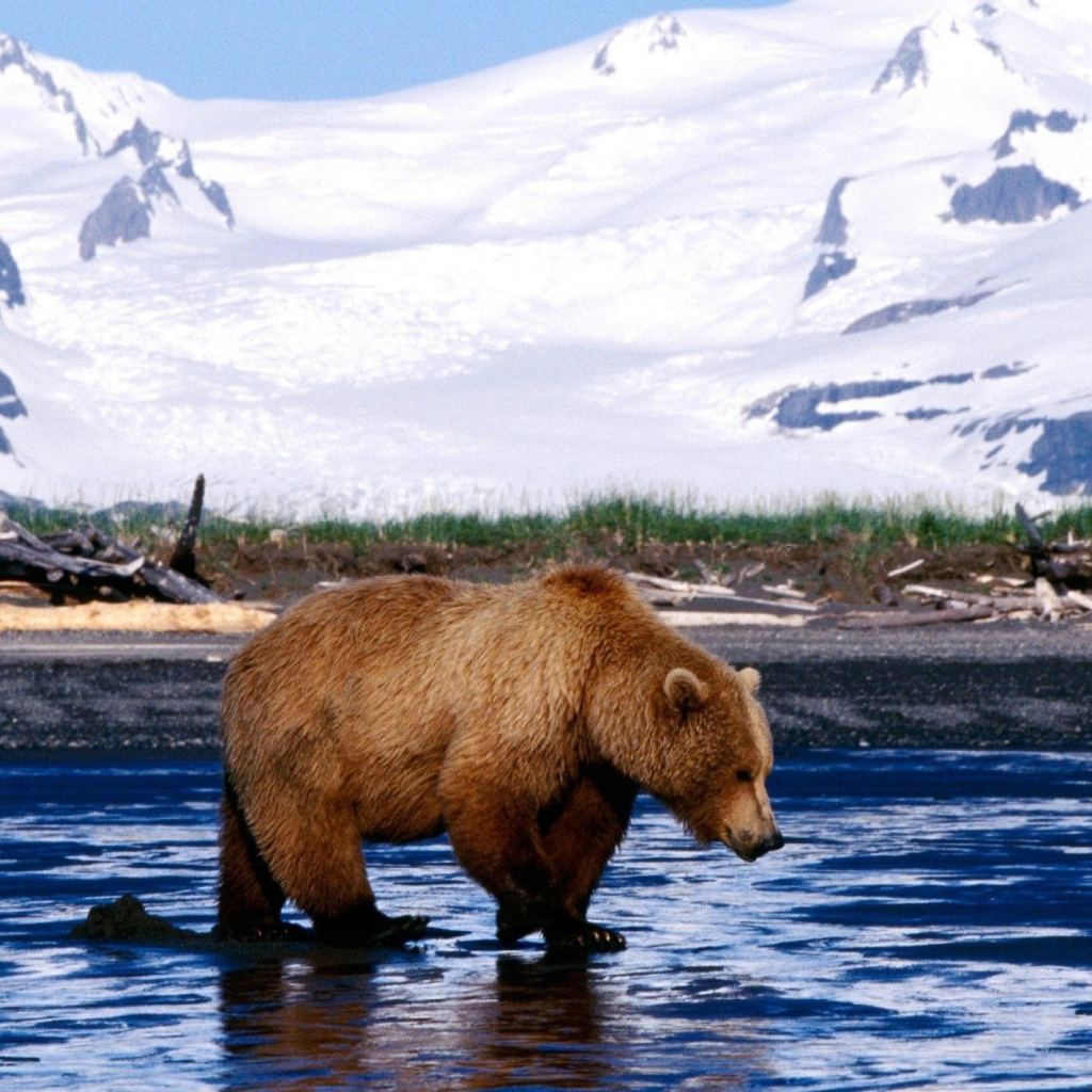 Медведь на льду