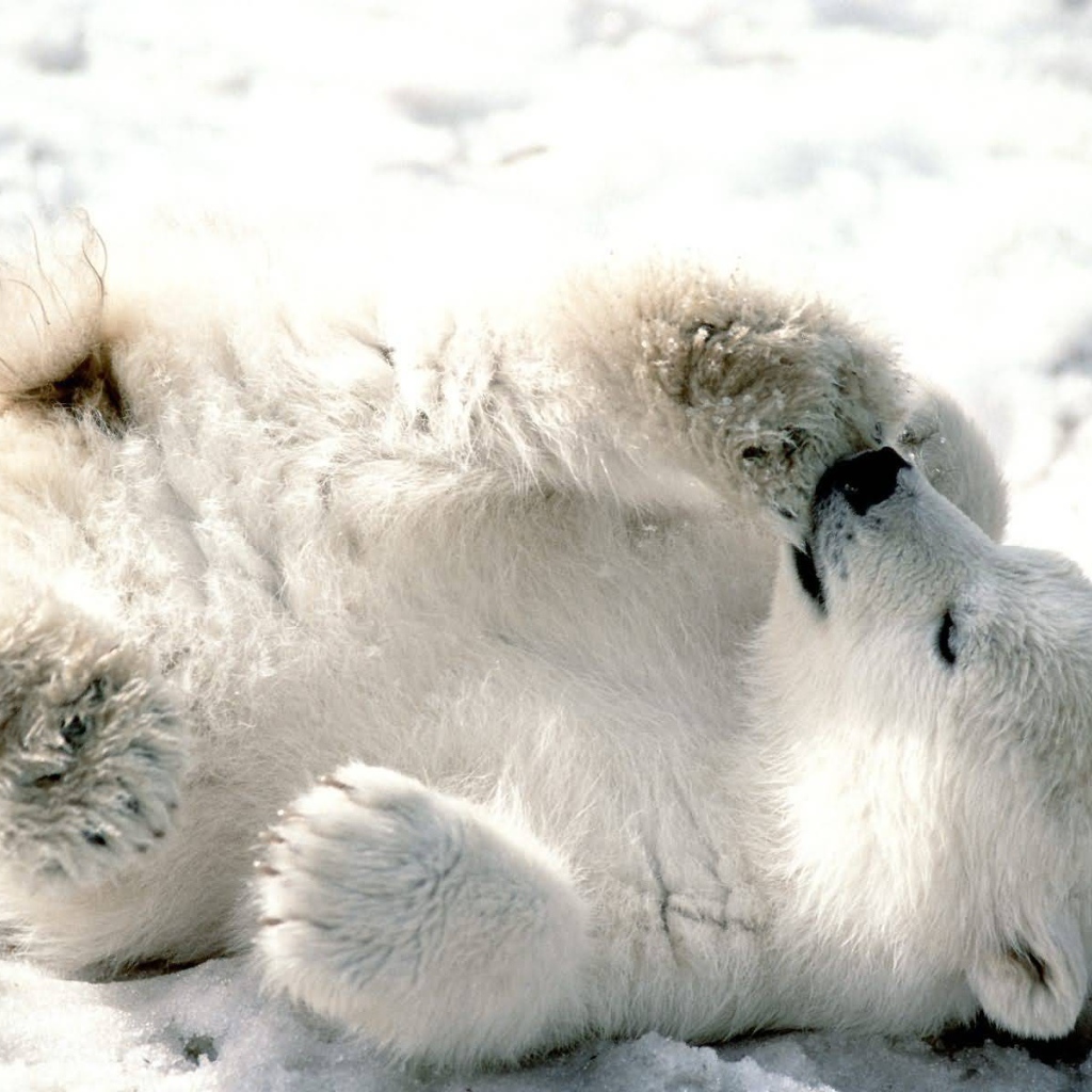 Белый медвежонок сосет лапу
