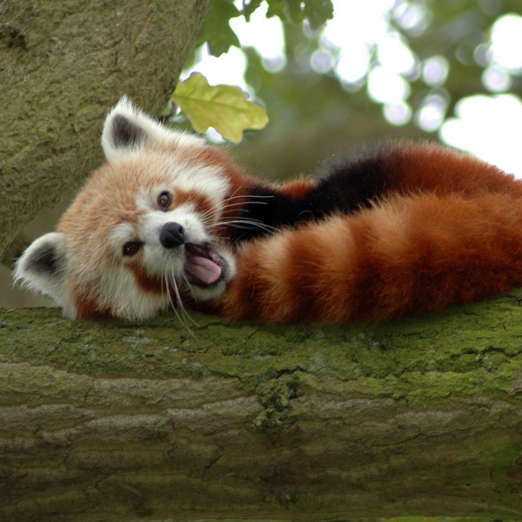 Животное бамбо