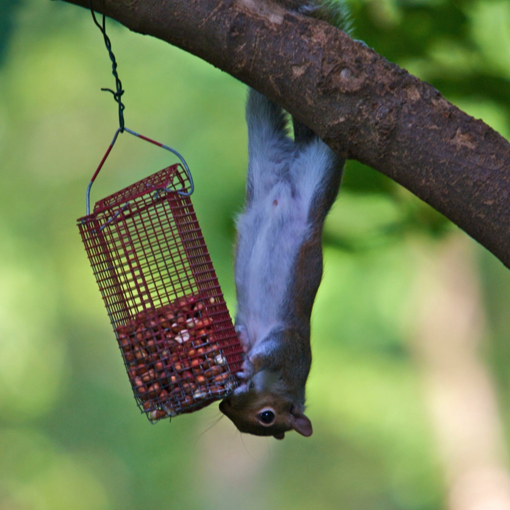 Белка и кормушка