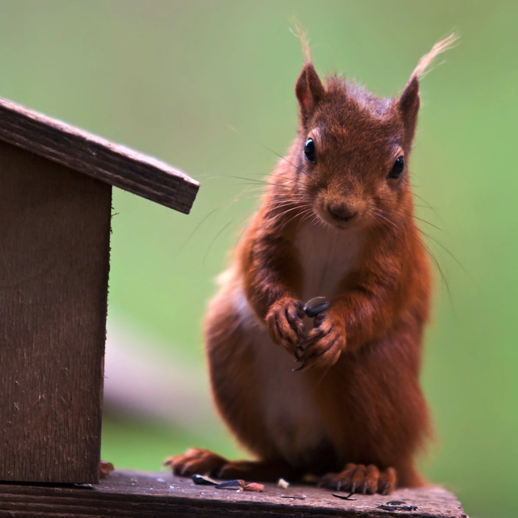 Белка у кормушки
