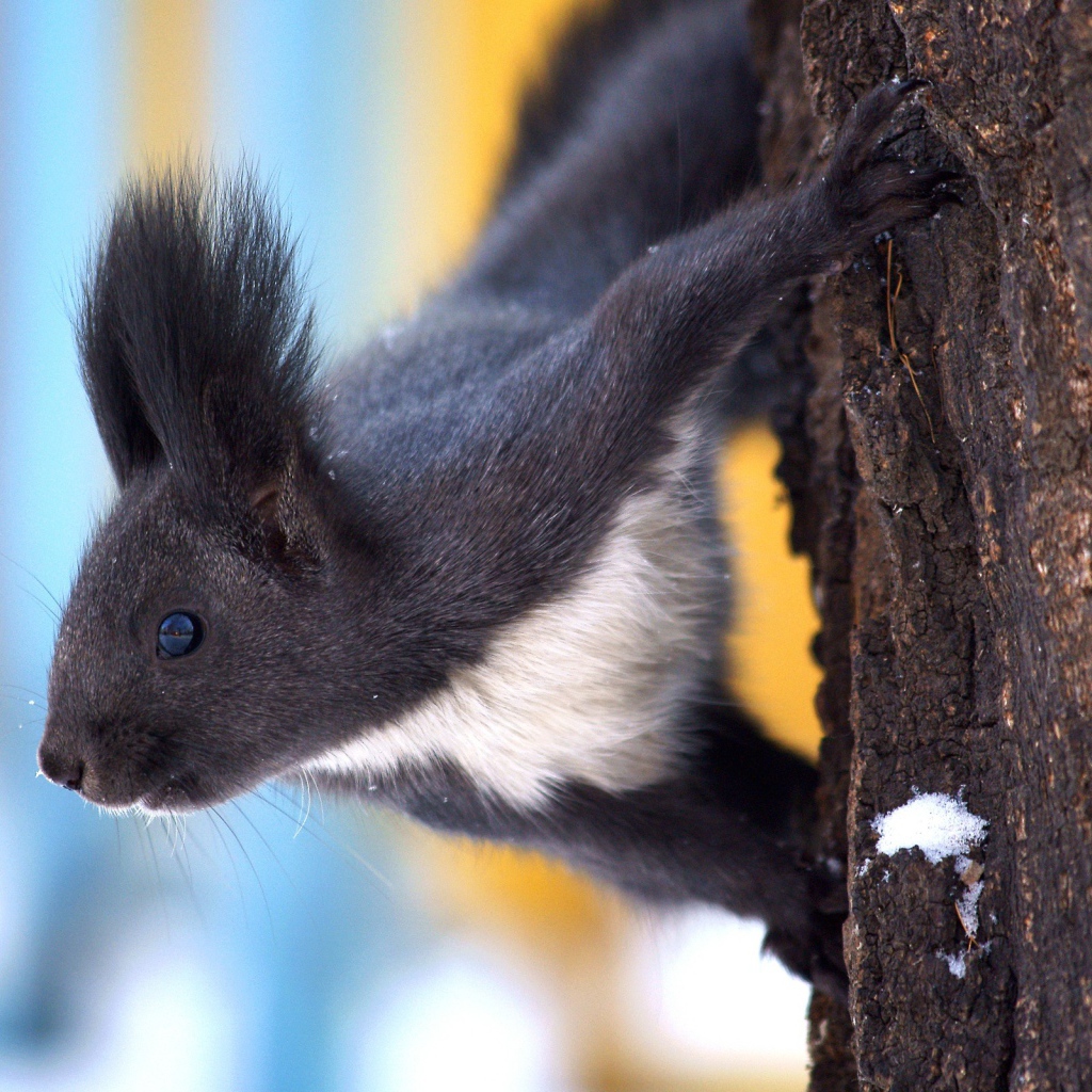 Белка в зимнем лесу