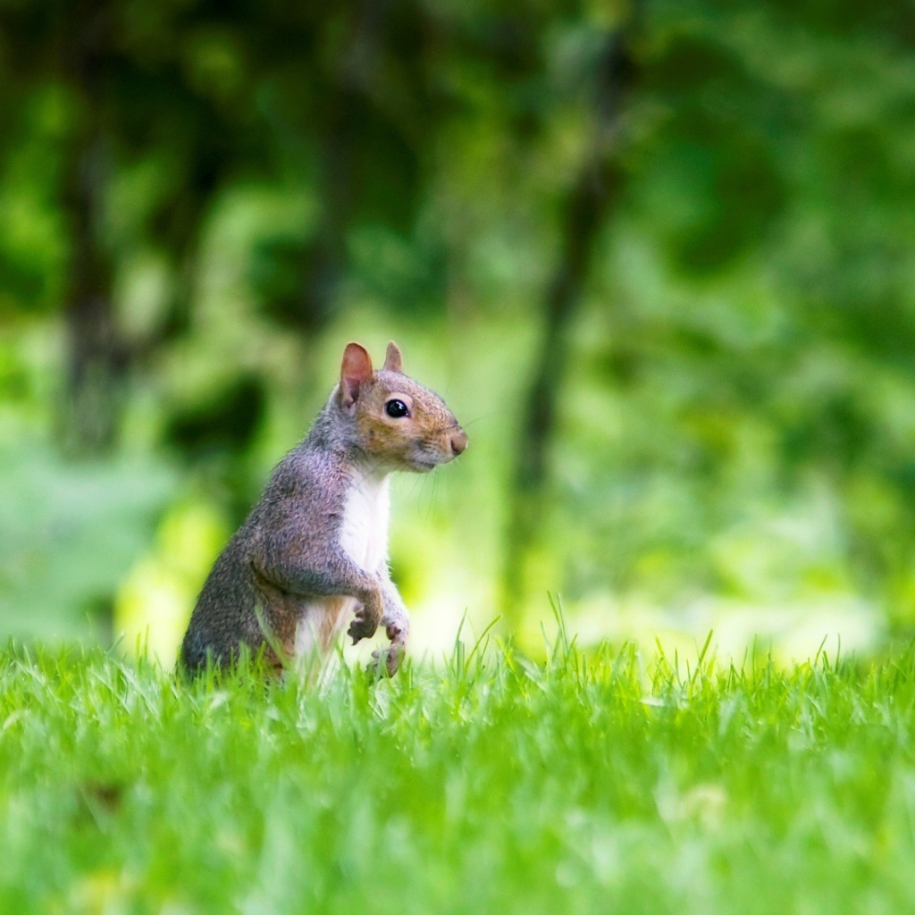 Белка в лесу