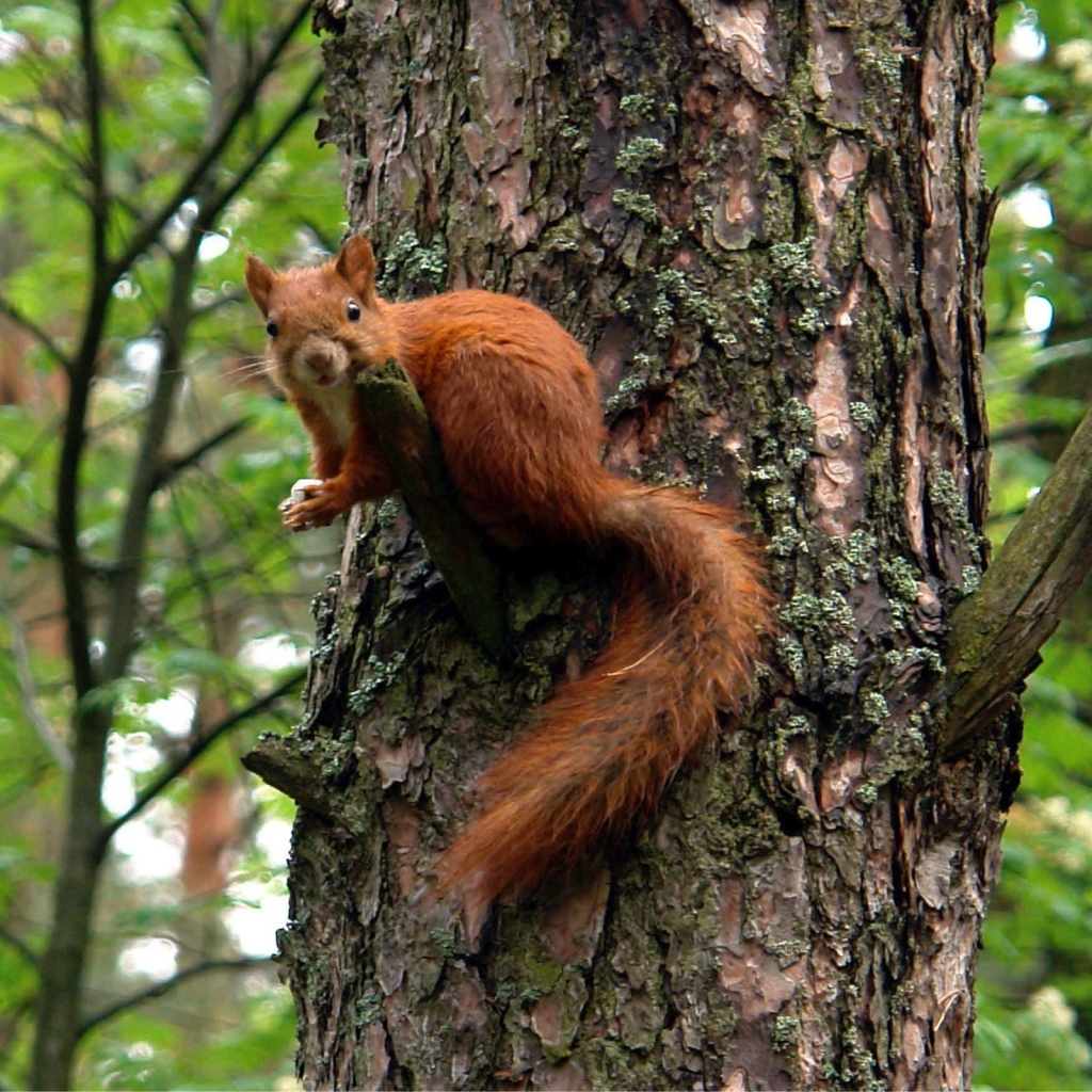 Белка на большом дереве