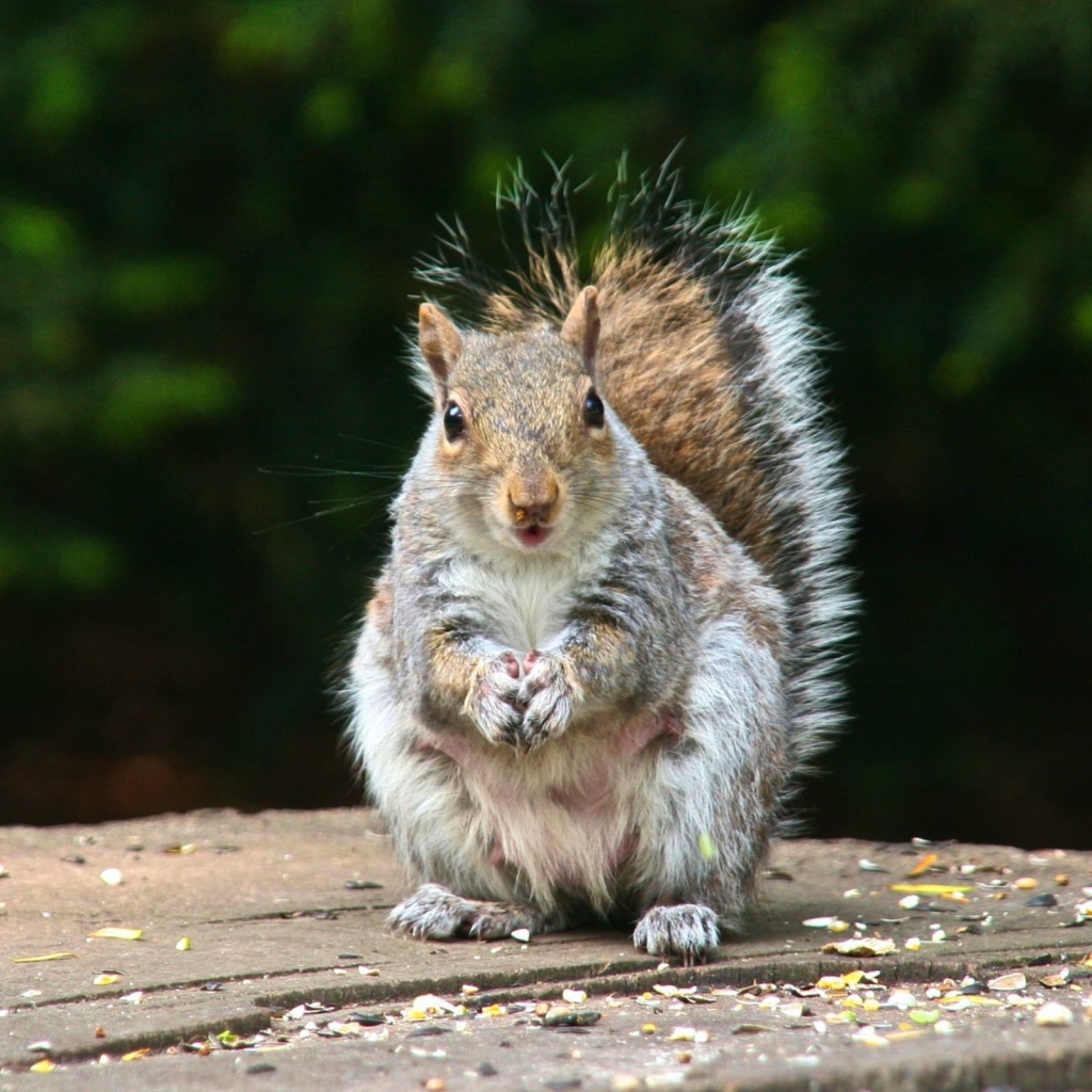 Белка на пне