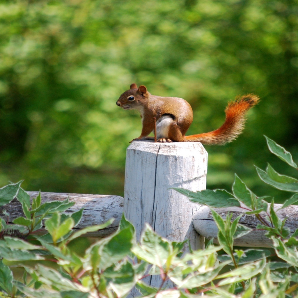 Белка на белом заборе